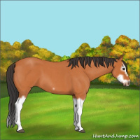 Horse Color:Bay Roan Splash Frame
