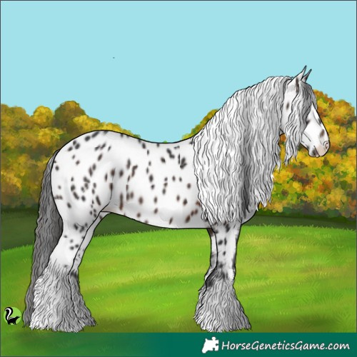 Horse Color:White Spotted Brown Appaloosa 