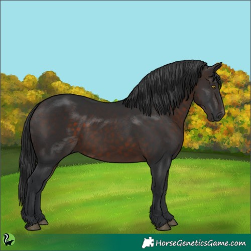 Horse Color:Brown Rabicano 