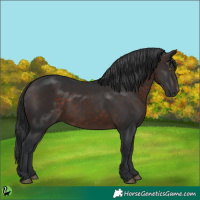 Horse Color:Brown Rabicano 