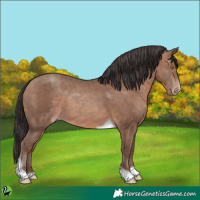 Horse Color:Sable Champagne Tobiano 