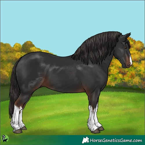 Horse Color:White Spotted Liver Chestnut