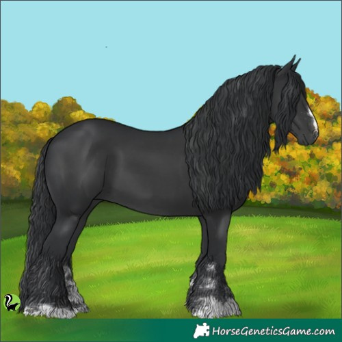 Horse Color:Black 