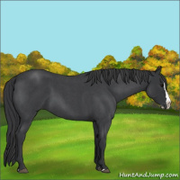 Horse Color:Blue Roan Splash