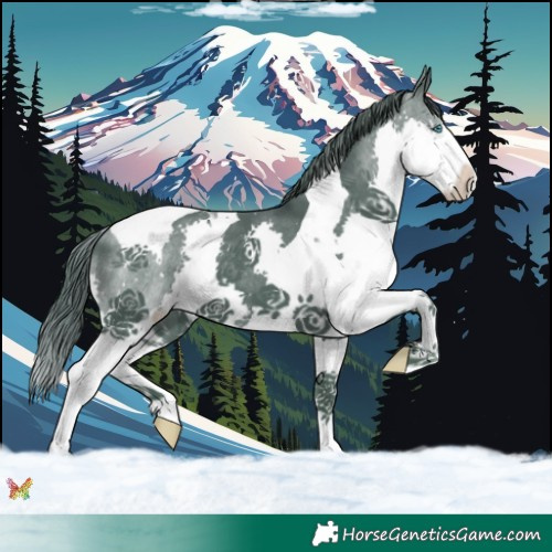 Horse Color:Watercolor Smoky Black Splash Tobiano