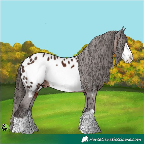 Horse Color:Liver Chestnut Frame Appaloosa 