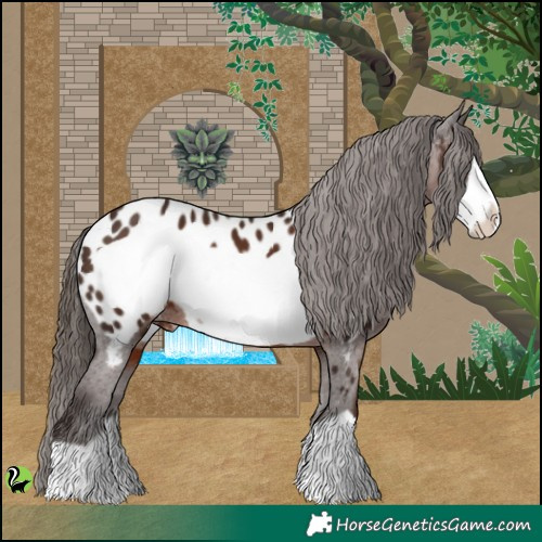 Horse Color:Liver Chestnut Frame Appaloosa 
