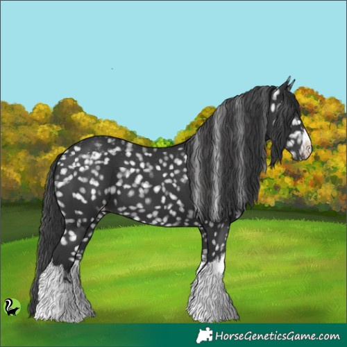 Horse Color:White Spotted Black Appaloosa 