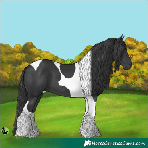 Horse Color:Black Tobiano 