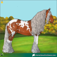 Horse Color:White Spotted Silver Bay Tobiano 