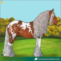Horse Color:White Spotted Silver Bay Tobiano 