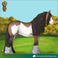 Horse Color:Bay Frame 