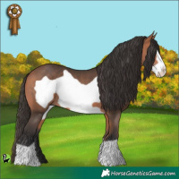 Horse Color:Bay Frame 
