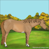 Horse Color:Chestnut Tobiano Rabicano