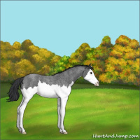 Horse Color:Blue Roan Splash