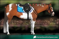 Horse Color:Bay Splash Tobiano Frame Rabicano