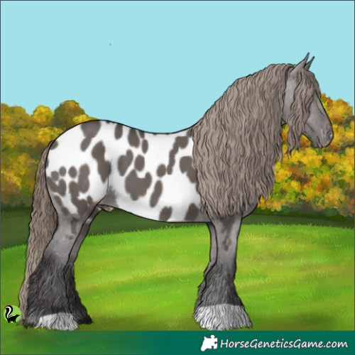 Horse Color:Smoky Grullo Appaloosa 