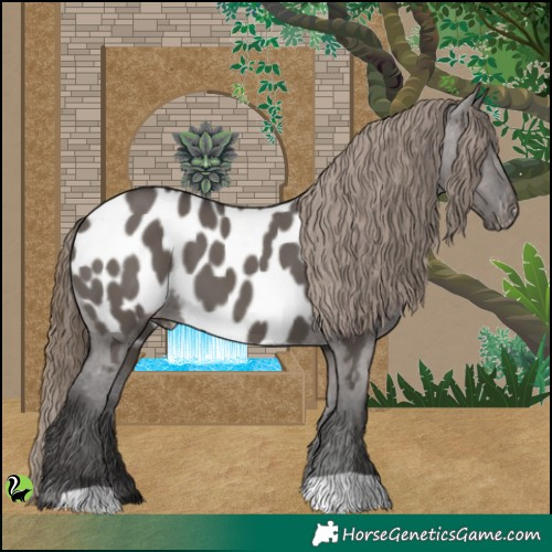 Horse Color:Smoky Grullo Appaloosa 
