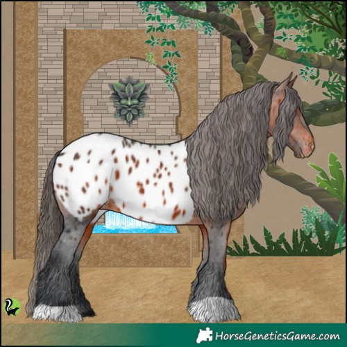Horse Color:Brown Appaloosa 
