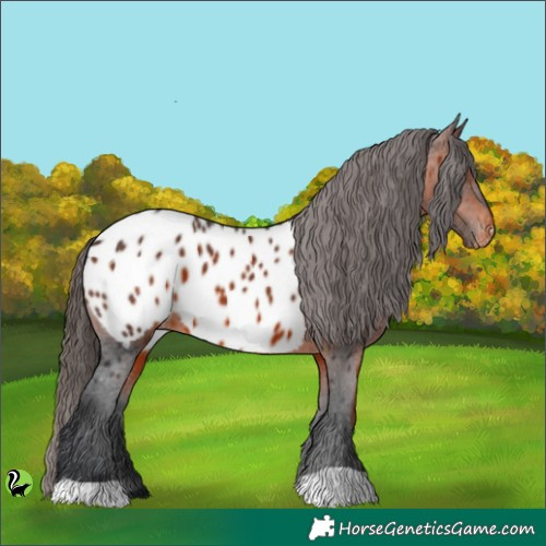 Horse Color:Brown Appaloosa 