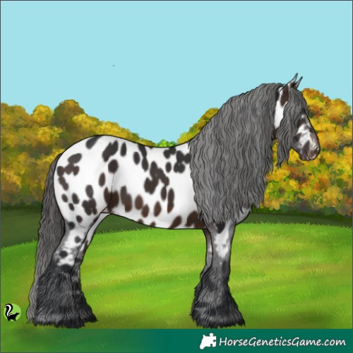 Horse Color:Brown Appaloosa 
