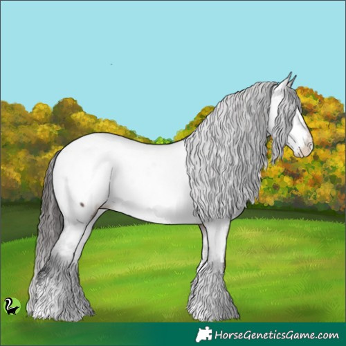 Horse Color:Brown Sabino Appaloosa 