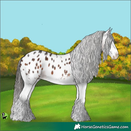 Horse Color:White Spotted Brown Appaloosa 