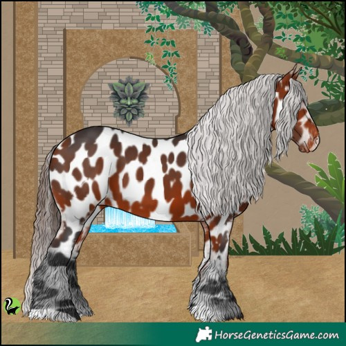 Horse Color:Bay Appaloosa 