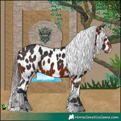 Horse Color:Bay Appaloosa 