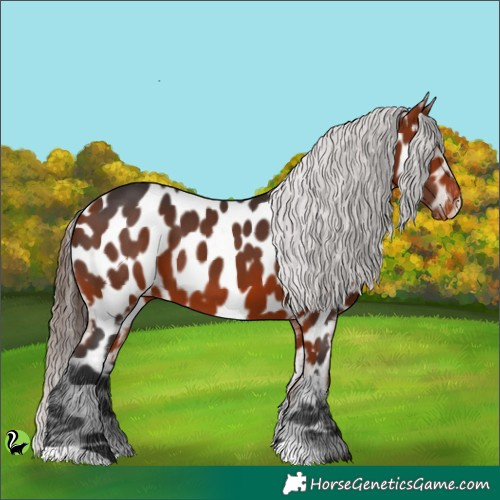 Horse Color:Bay Appaloosa 