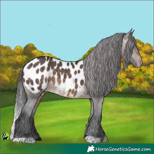 Horse Color:Brown Dun Appaloosa 