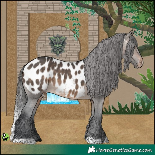 Horse Color:Brown Dun Appaloosa 