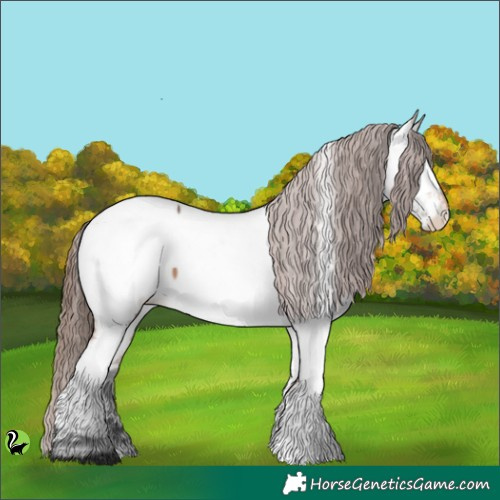 Horse Color:Brown Dun Appaloosa 