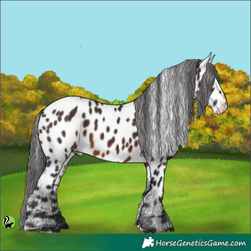 Horse Color:Brown Appaloosa 