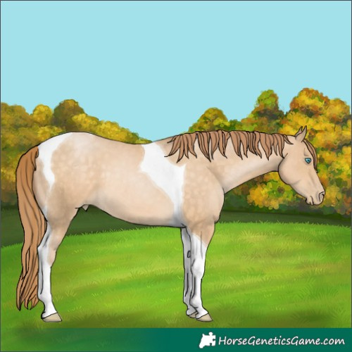 Horse Color:Buckskin Pearl Tobiano 