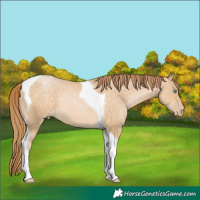 Horse Color:Buckskin Pearl Tobiano
