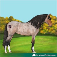 Horse Color:Bay Roan 