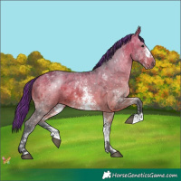 Horse Color:Painted Bay Sabino