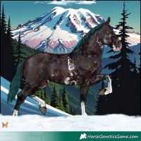 Horse Color:Painted Midnight Bay Sabino 