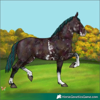 Horse Color:Painted Midnight Bay Sabino 