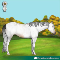 Horse Color:Gray Bay Dun Tobiano 