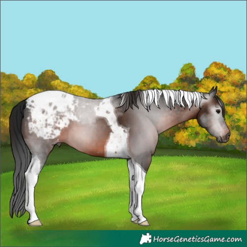Horse Color:Gray Bay Tobiano Appaloosa 