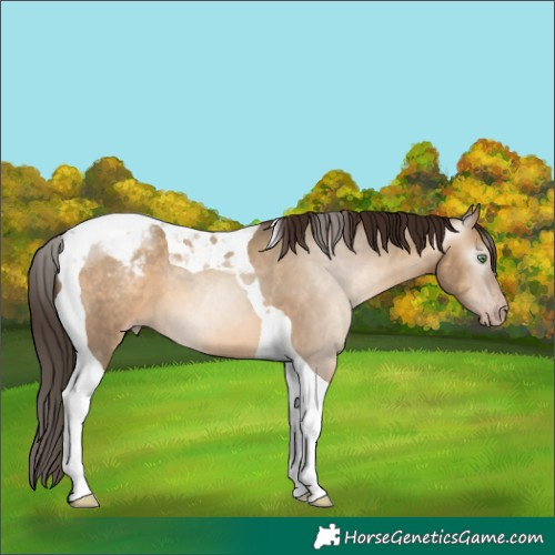 Horse Color:Gray Amber Champagne Dun Tobiano Appaloosa