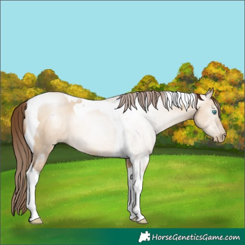 Horse Color:Gray Amber Champagne Pearl Dun Tobiano