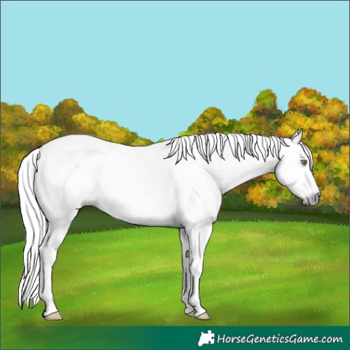 Horse Color:Gray Amber Champagne Dun Tobiano 