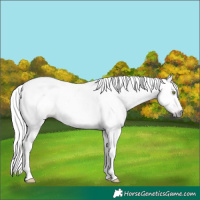 Horse Color:Gray Amber Champagne Dun Tobiano 