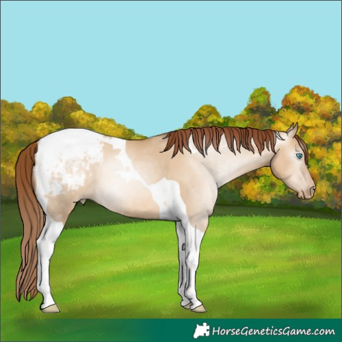 Horse Color:Gray Amber Champagne Pearl Dun Tobiano Appaloosa 
