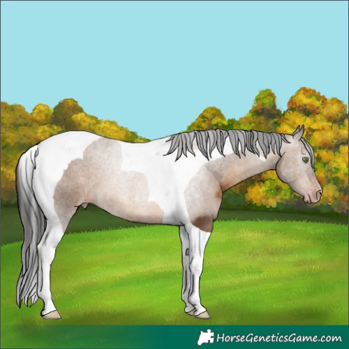 Horse Color:Gray Amber Champagne Tobiano Appaloosa 