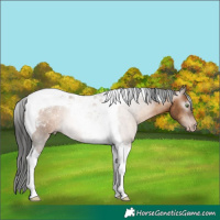 Horse Color:Gray Amber Champagne Tobiano Appaloosa 