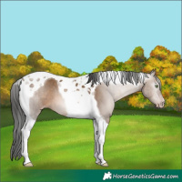 Horse Color:Gray Amber Champagne Tobiano Appaloosa